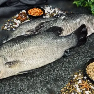 Baby Barramundi