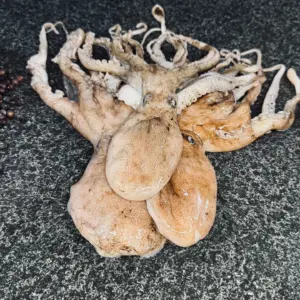 Octopus Fresh