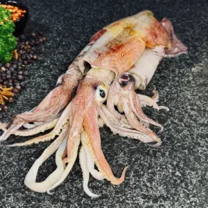 Squid Fresh