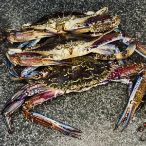 Green Blue Swimmer Crabs