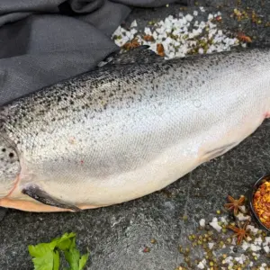 Atlantic Salmon