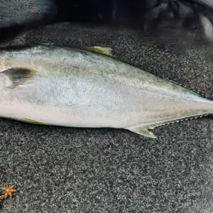 Kingfish
