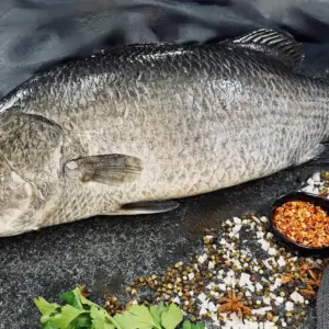 Barramundi