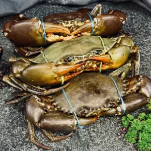 Live Mud Crabs
