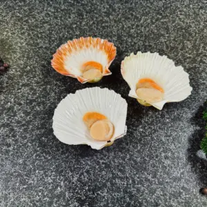 Scallop 1:2 Shell