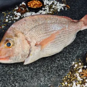 Snapper