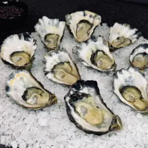 Sydney Rock Oysters