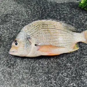 Yellowfin Bream